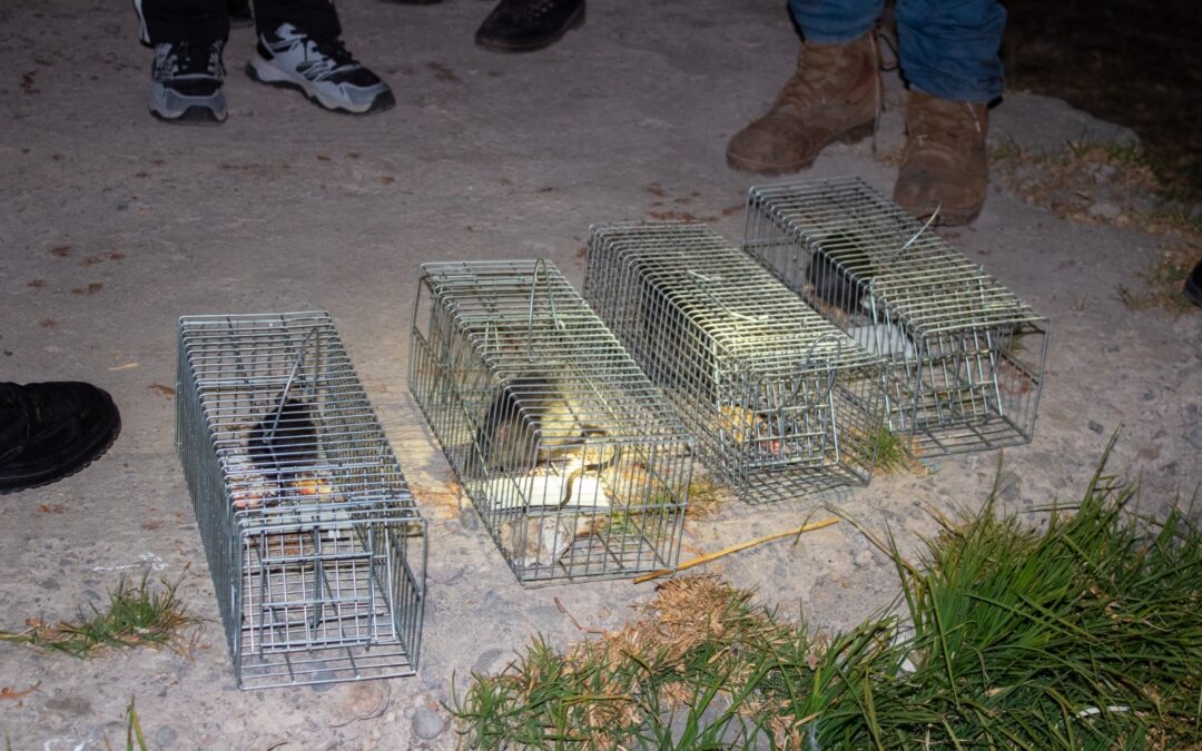 PUNO| CAPTURAN MAS DE 30 RATAS EN EL PUERTO LACUSTRE DE PUNO DE ROEDORES EN EL PUERTO LACUSTRE DE PUNO