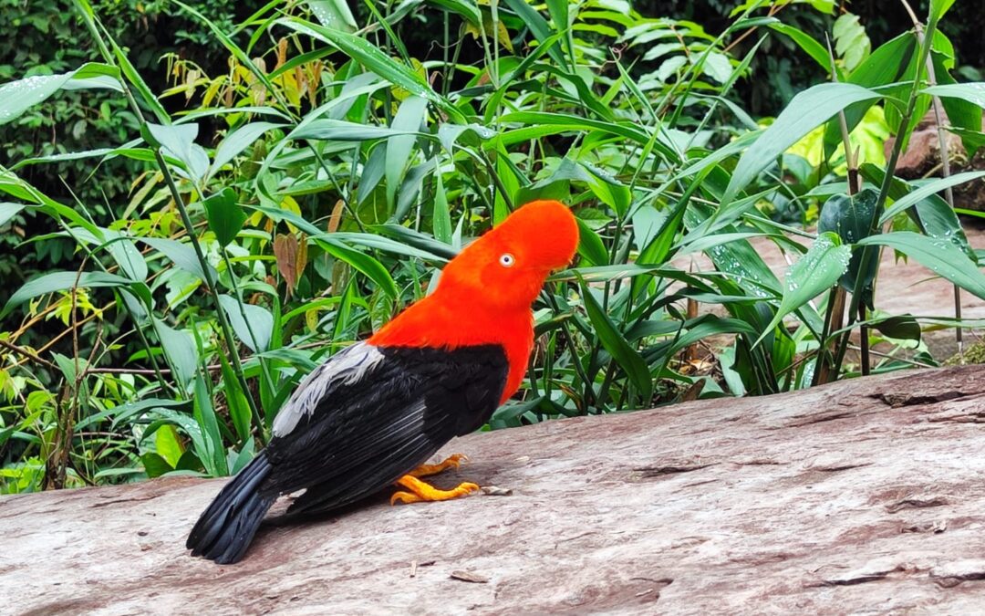 PUNO| SERFOR LIBERA GALLITO DE LAS ROCAS HALLADO EN SAN GABÁN