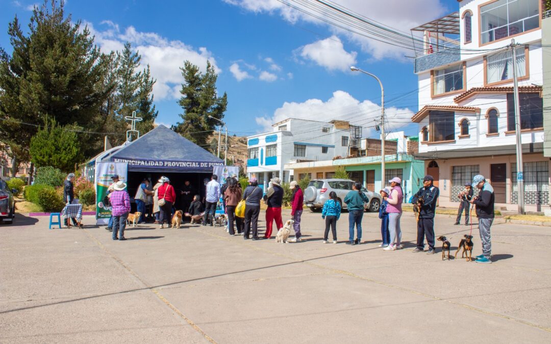 PUNO| DESPARASITAN GRATUITAMENTE A MÁS DE 200 MASCOTAS