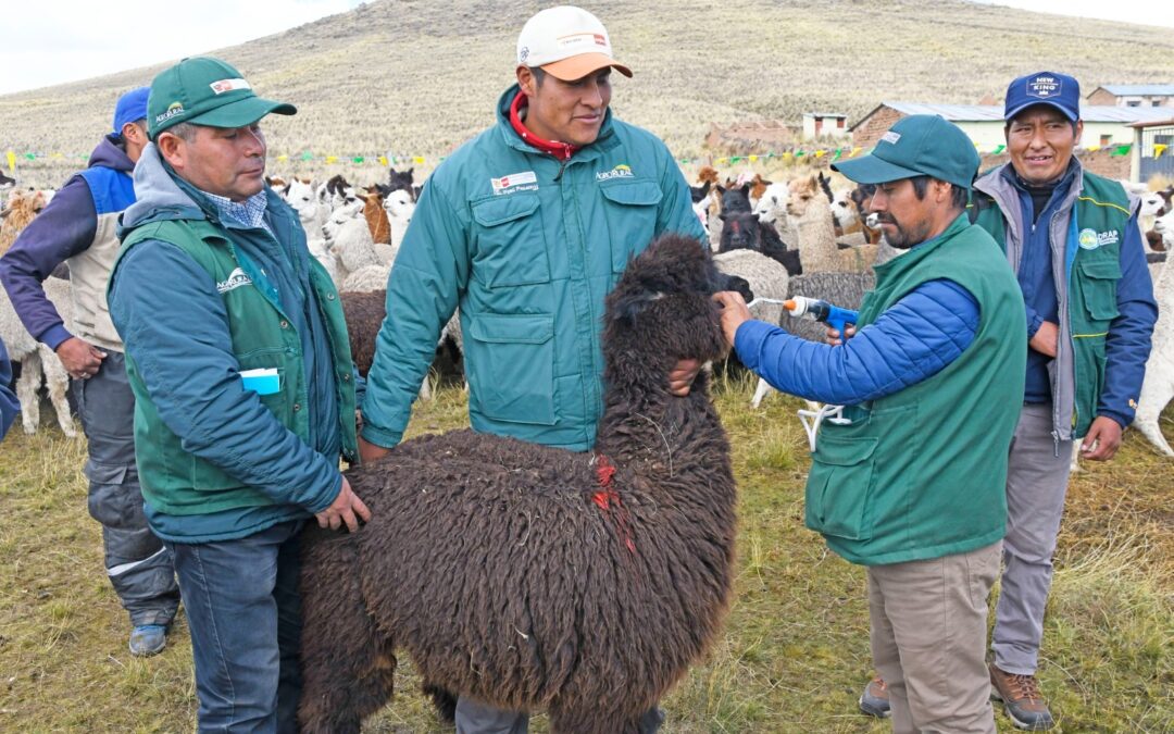 DOSIFICAN KITS VETERINARIOS A 450 MIL ALPACAS Y OVINOS DE LAS ZONAS ALTO ANDINAS DE LA REGIÓN PUNO