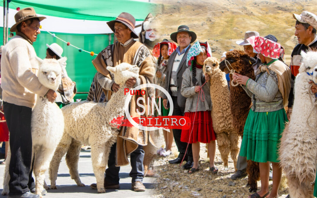CARABAYA| MACUSANI CONOCIDA COMO LA «CAPITAL ALPAQUERA DEL PERÚ Y EL MUNDO», CELEBRÓ EL DIA DE LA ALPACA