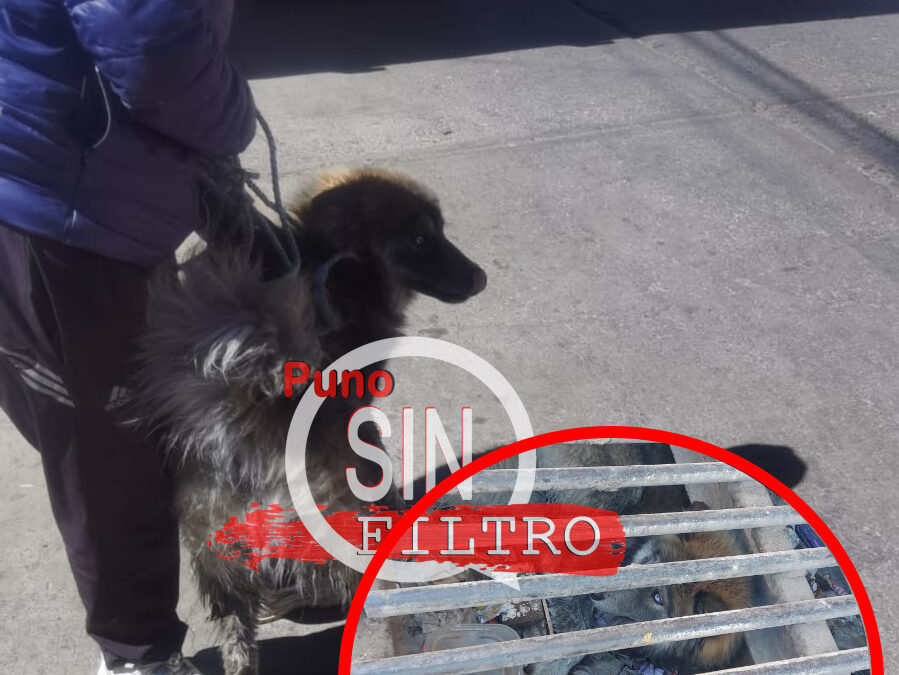 PUNO| BOMBEROS RESCATARON A MASCOTA QUE QUEDÓ ATRAPADA EN CANAL PLUVIAL