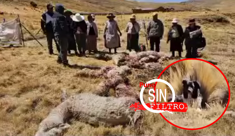 PERROS DEVORAN ALPACAS DE ALTO VALOR GENÉTICO EN QUILCAPUNCU