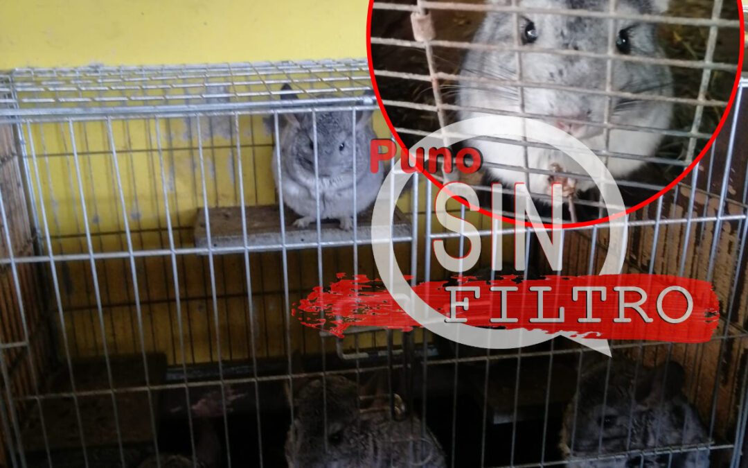 LAS CHINCHILLAS CONSIDERADAS MARAVILLA DE LAMPA, ESTÁN EN EL OLVIDO POR LA DIRECCIÓN REGIONAL AGRARIA DE PUNO