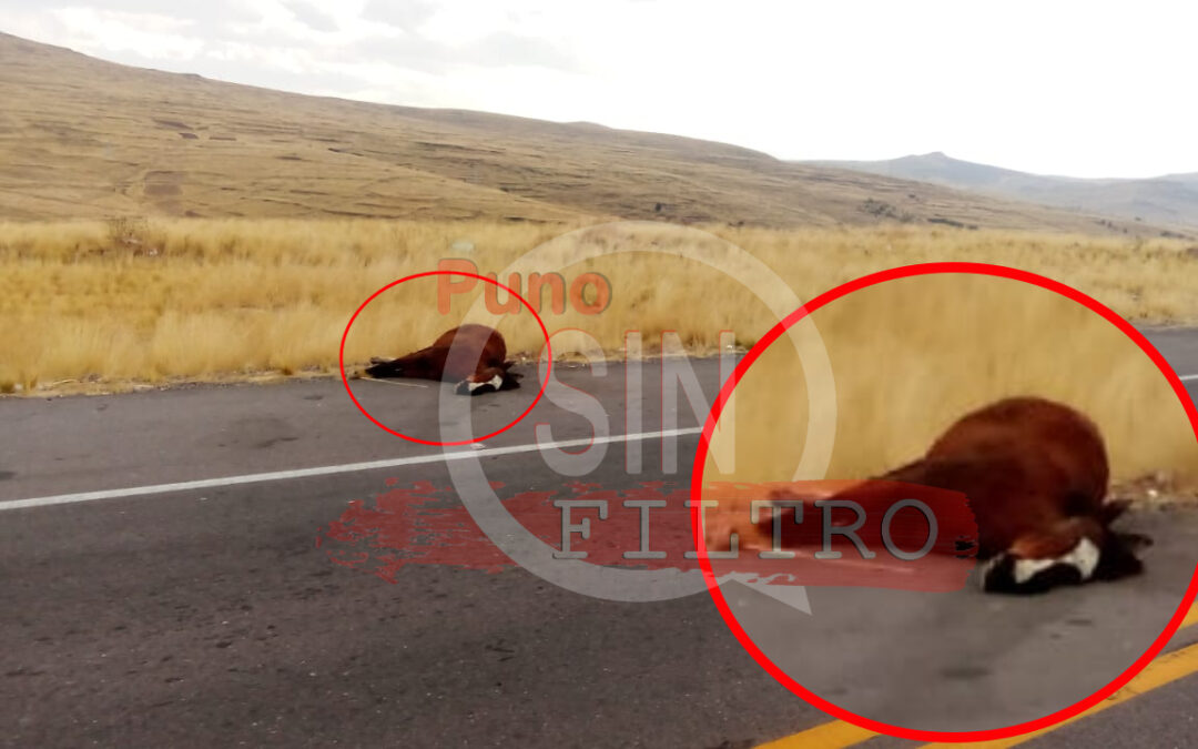 UN CABALLO SE ENCUENTRA HERIDO A UN COSTADO DE LA CARRETERA PUNO – JULIACA