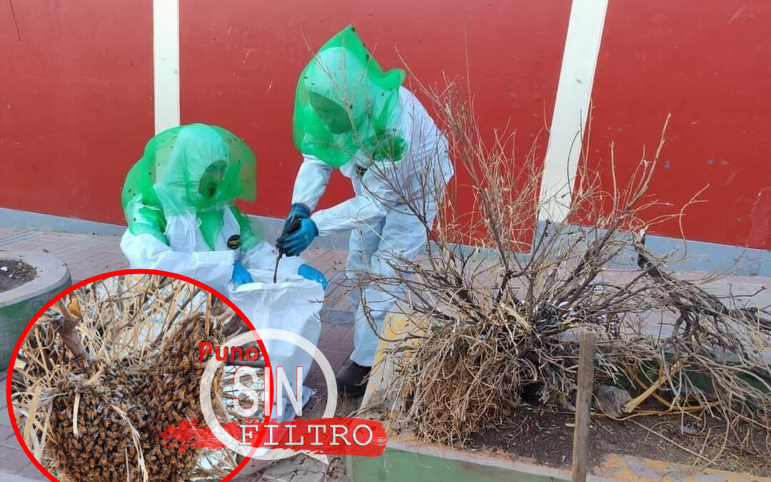 SERFOR Y SENASA RETIRAN ENJAMBRE DE ABEJAS DE ESCUELA HUAJSAPATA