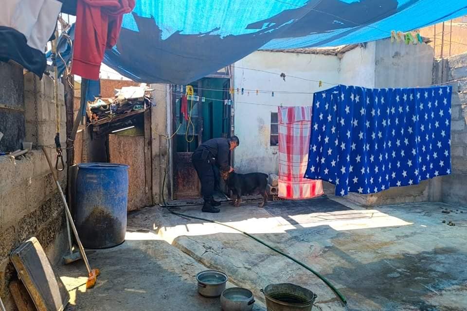 TACNA|INTERVINEN CASA DONDE SE CRIABA PERROS DE RAZA ROTTWEILERS