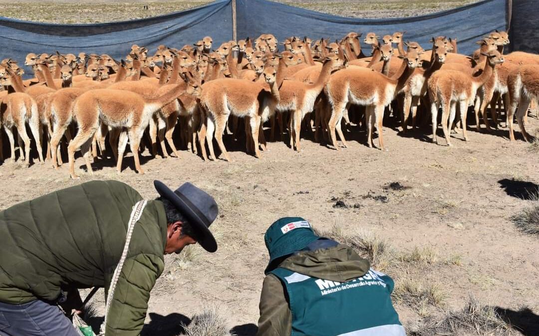 COMUNEROS RECIBIERON APOYO TÉCNICO DURANTE CHACCU DE VICUÑAS EN JATUCACHI
